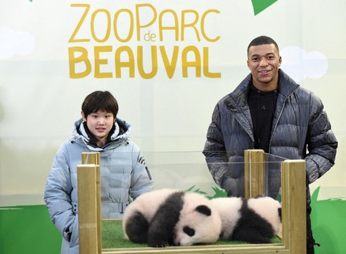 Kylian Mbappe Gold medalist in 10-metre synchronised diving at the Tokyo OlympicsChina's Zhang Jiaqi and French footballer Kylian Mbappe (R) pose with the two panda twins born last August 2 during a ceremony to reveal their final Chinese names at The Beauval Zoo in Saint-Aignan-sur-Cher, central France on November 18, 2021. - Kylian Mbappe and China's Zhang Jiaqi are the godparents of the panda cubs, named Yuandudu and Huanlili. (Photo by GUILLAUME SOUVANT / AFP)