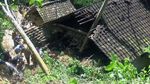 Longsor Rusak Rumah Warga Desa Dawuhan Trenggalek
