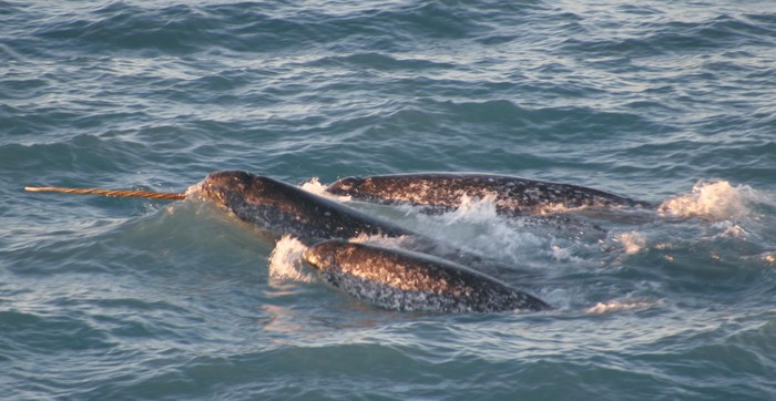 Kawanan narwhal di utara Canada pada Agustus 2005. Narwhal adalah paus gigi tunggal yang sekilas mirip dugong.