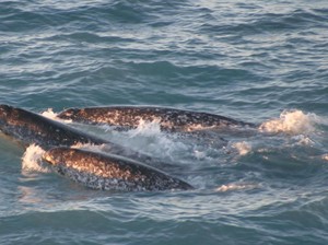 Unicorn Misterius di Laut yang Mirip Dugong, Seperti Apa Wujudnya?