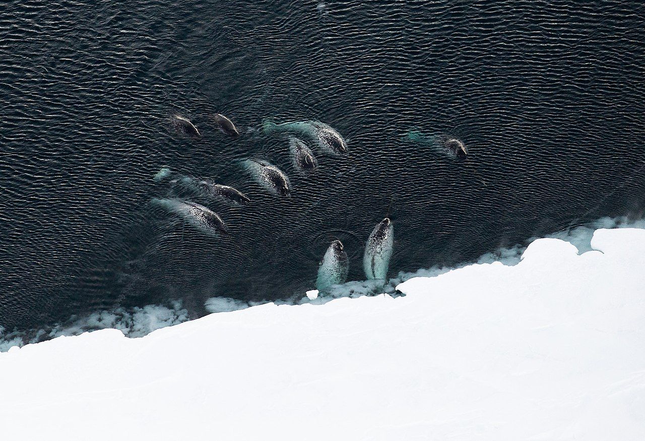 Narwhal, unicorn laut kerabat paus yang lebih mirip dugong.