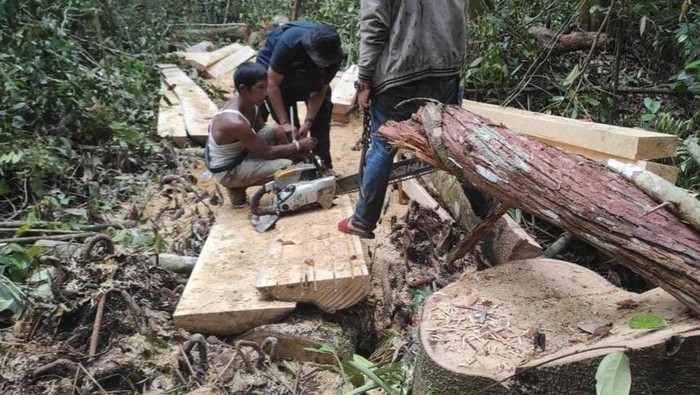 Penangkapan komplotan anak jenderal mafia kayu di Riau (Raja-detikcom)