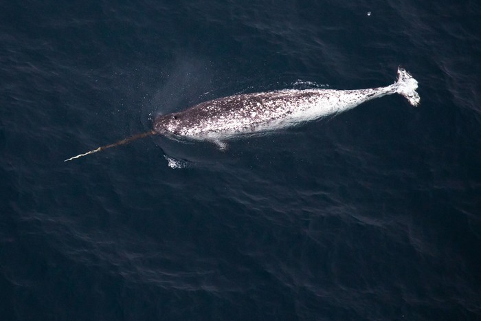 Tanduk narwhal berfungsi sebagai sensor hingga penanda kekuasaan.