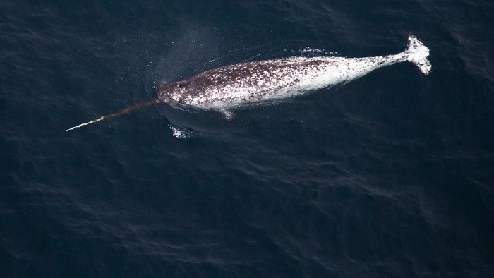 Tanduk narwhal berfungsi sebagai sensor hingga penanda kekuasaan.