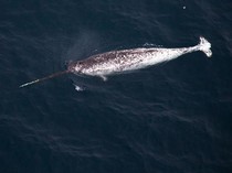 Dijuluki Unicorn Lautan, Paus Narwhal Punya Tanduk untuk Hal Ini