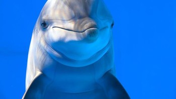 Di alam liar, lumba-lumba dilaporkan menyerang sesama jenis dan mamalia lain, termasuk manusia. Foto: (dok Live About).