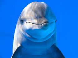 10 Hewan Lucu yang Bisa dengan Mudah Membunuhmu