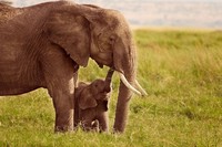 10 Hewan Lucu yang Bisa dengan Mudah Membunuhmu