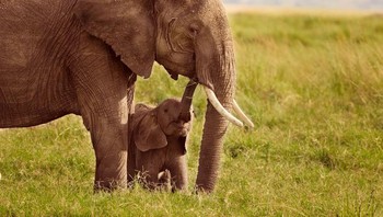 Gajah bisa dibilang menjadi hewan yang cukup jinak. Akan tetapi, bisa mudah tersinggung ketika manusia melanggar batas ruang mereka. Foto: (dok Live About).