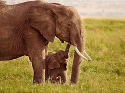 10 Hewan Lucu yang Bisa dengan Mudah Membunuhmu