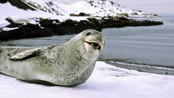 Leopard Seal, predator ganas ini memiliki rahang dan sirip yang kuat serta dapat tumbuh hingga panjang 13 kaki. Foto: (dok Live About).