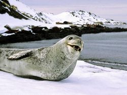 10 Hewan Lucu yang Bisa dengan Mudah Membunuhmu