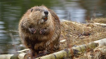 Berang-berang dapat menjadi agresif ketika ada suatu tindakan provokasi. Pada tahun 2013, seorang nelayan berusia 60 tahun dari Belarus meninggal, ketika berang-berang merobek arteri di kakinya. Foto: (dok Live About).