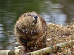 10 Hewan Lucu yang Bisa dengan Mudah Membunuhmu