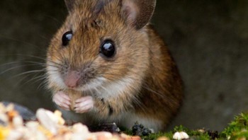 Setiap tahun, tikus bertanggung jawab atas penyakit dan kematian yang tak terhitung jumlahnya. Foto: (dok Live About).