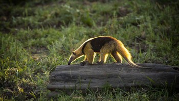 Trenggiling raksasa dapat ditemukan di ladang wilayah Amerika Selatan dan Amerika Tengah. Mereka memiliki cakar panjang dan tajam, yang dapat merobek gundukan rayap atau bahkan daging manusia jika diperlukan. Foto: (dok Live About).