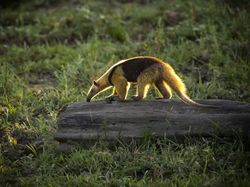 10 Hewan Lucu yang Bisa dengan Mudah Membunuhmu