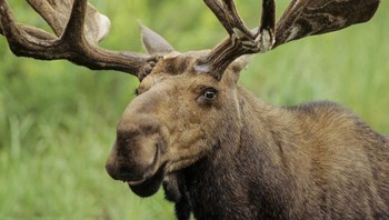 Moose atau rusa raksasa, memang terlihat tidak berbahaya. Namun dengan cepat mereka isa menyerang jika manusia mencoba terlalu dekat. Menurut data, rusa ini bertanggung jawab atas sekitar 52 kematian setiap tahun. Foto: (dok Live About).