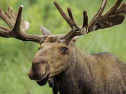 10 Hewan Lucu yang Bisa dengan Mudah Membunuhmu