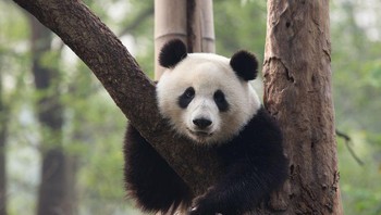 Dengan penampilannya, panda terlihat seperti boneka dalam ukuran besar. Hanya saja, gigi besar dan otot pengunyahnya, dirancang untuk merobek rebung keras. Bisa dibayangkan betapa perkasanya mereka. Foto: (dok Live About).