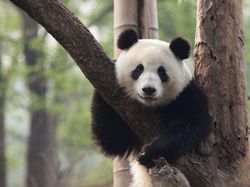 10 Hewan Lucu yang Bisa dengan Mudah Membunuhmu