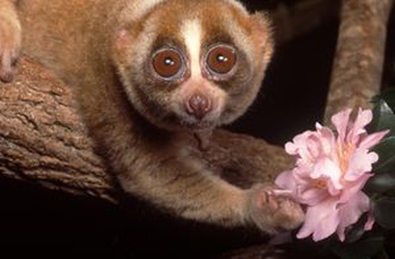 10 Hewan Lucu yang Bisa dengan Mudah Membunuhmu