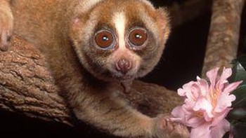 Kukang memang salah satu hewan lucu yang sangat senang ketika diemong. Akan tetapi mereka memiliki kelenjar beracun di siku, di mana ketika dijilat, dapat membuat gigitan beracun. Foto: (dok Live About).