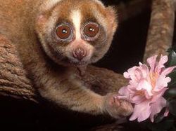 10 Hewan Lucu yang Bisa dengan Mudah Membunuhmu