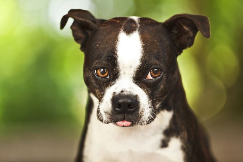 10 Hewan Lucu yang Bisa dengan Mudah Membunuhmu