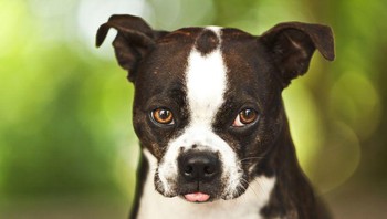 Center for Disease Control and Prevention (CDC) melaporkan sekitar 4,5 juta gigitan anjing terjadi setiap tahun. Dari jumlah tersebut 900.000 terinfeksi. Foto: (dok Live About).