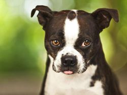 10 Hewan Lucu yang Bisa dengan Mudah Membunuhmu