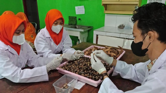 Arang Briket Buatan Pelajar di Jombang Juara Olimpiade Sains Internasional, Kok Bisa?