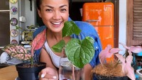 Nirina Zubir ketularan mengoleksi cupang dari kakak iparnya yang seorang breeder. Pernah juga Nirina dan Ernest, suaminya, melelang koleksi cupany kesayangannya. Sebelum tren jualan Cupang, Nirina juga ikutan tren jualan tanaman hias. (Foto: Instagram/Istimewa)