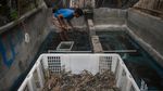 Budidaya Lobster Air Tawar Capai Omzet Rp 30 Juta Lho Sebulan