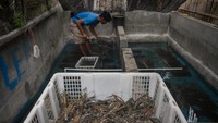 Menurut pembudi daya, lobster air tawar untuk konsumsi tersebut banyak dipasarkan ke sejumlah hotel dan restoran di Jakarta, Surabaya, Bali, Makassar hingga Batam dengan omzet rata-rata 20 hingga 30 juta per bulan. 