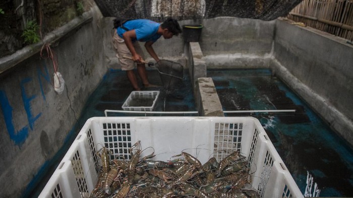 BUDI DAYA LOBSTER AIR TAWAR UNTUK KONSUMSI Peternak memanen lobster air tawar (Cherax quadricarinatus) yang dibudi dayakan untuk konsumsi di Kleco, Laweyan, Solo, Jawa Tengah, Sabtu (20/11/2021). Menurut pembudi daya, lobster air tawar untuk konsumsi tersebut banyak dipasarkan ke sejumlah hotel dan restoran di Jakarta, Surabaya, Bali, Makassar hingga Batam dengan omzet rata-rata 20 hingga 30 juta per bulan. ANTARA FOTO/Mohammad Ayudha/wsj.