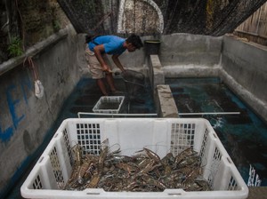 Jurus KKP Genjot Ekspor Komoditas Udang hingga Lobster di 2022