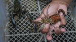 Budidaya Lobster Air Tawar Capai Omzet Rp 30 Juta Lho Sebulan