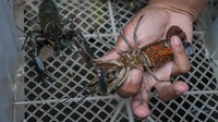 Peternak menunjukan lobster air tawar (Cherax quadricarinatus) yang bertelur di Kleco, Laweyan, Solo, Jawa Tengah, Sabtu (20/11/2021).