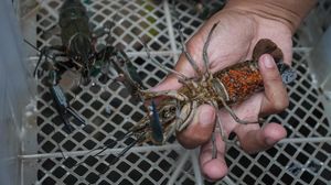 Budidaya Lobster Air Tawar Capai Omzet Rp 30 Juta Lho Sebulan