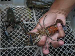 Budidaya Lobster Air Tawar Capai Omzet Rp 30 Juta Lho Sebulan