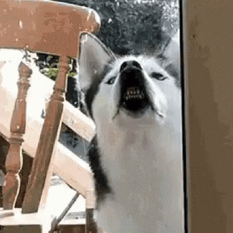 GIF Anjing Lucu GIF Anjing Lucu