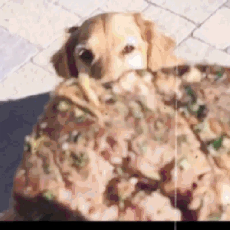 GIF Anjing Lucu