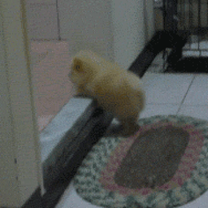 GIF Anjing Lucu