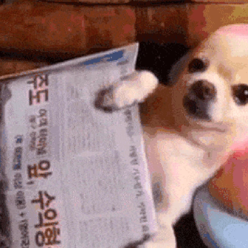 GIF Anjing Lucu