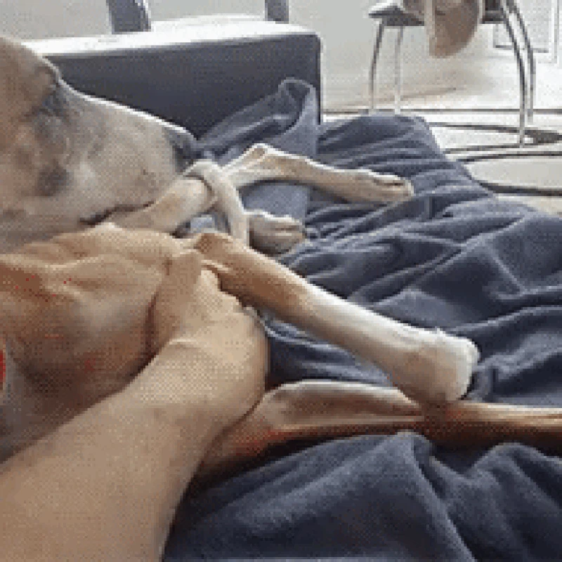 GIF Anjing Lucu