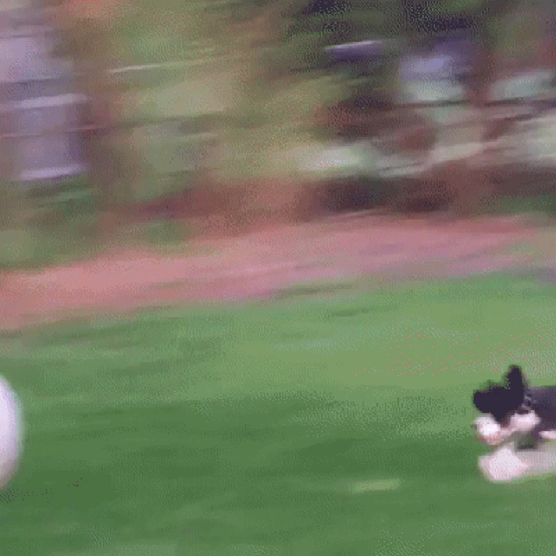 GIF Anjing Lucu
