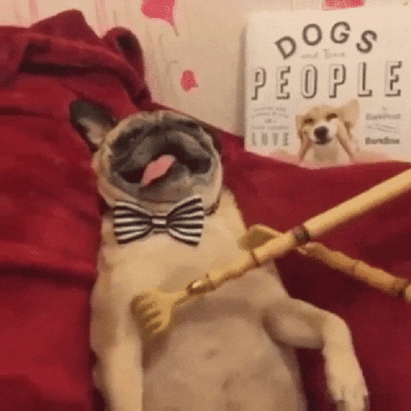 GIF Anjing Lucu