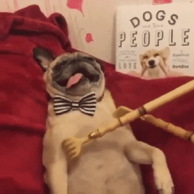 GIF Anjing Lucu GIF Anjing Lucu
