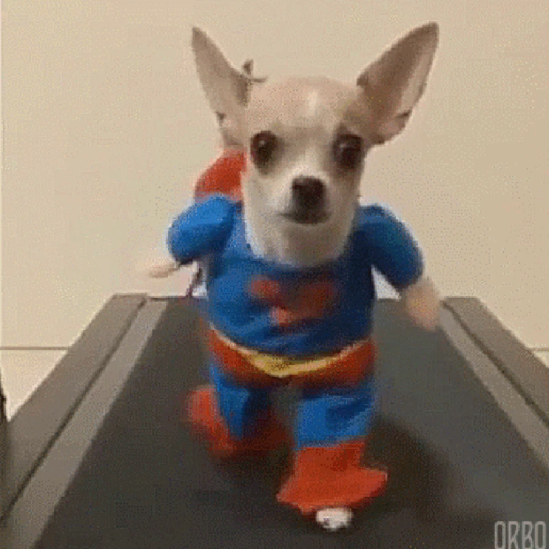 GIF Anjing Lucu